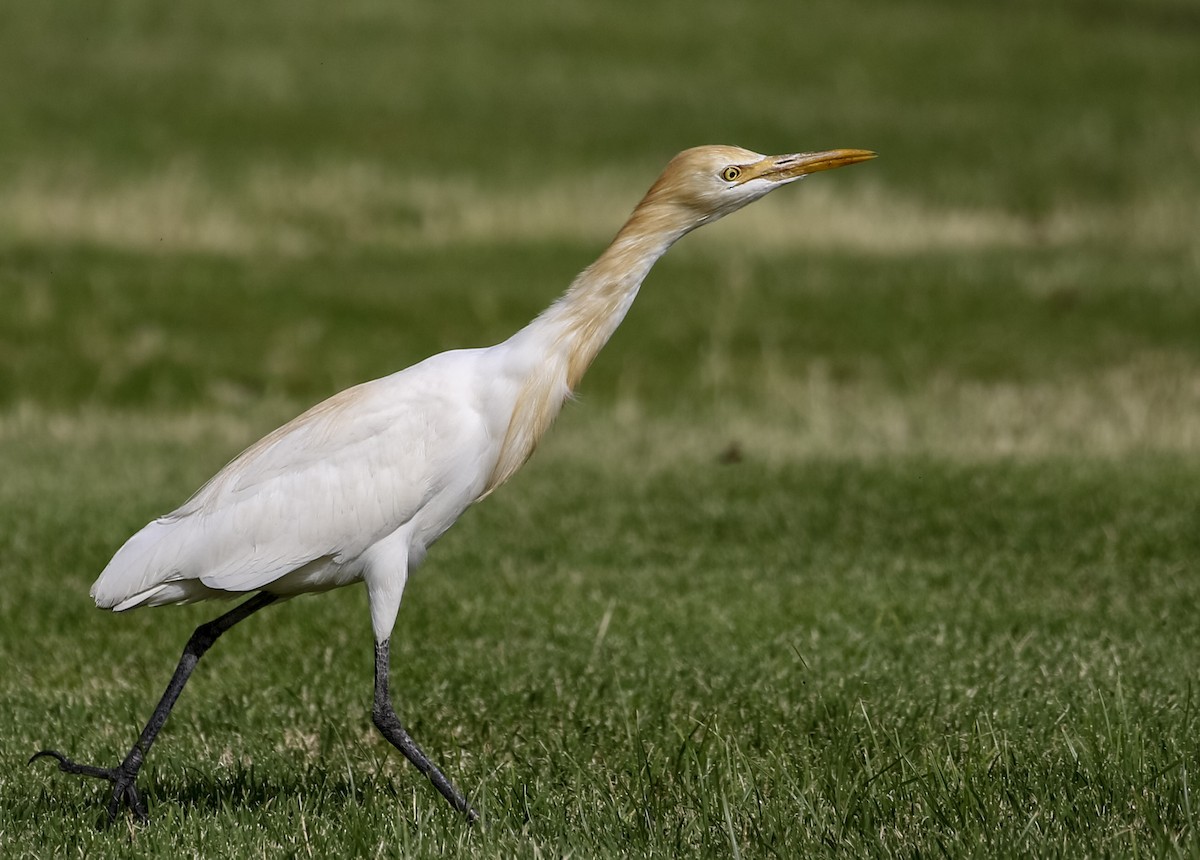 Eastern Cattle-Egret - ML222207921