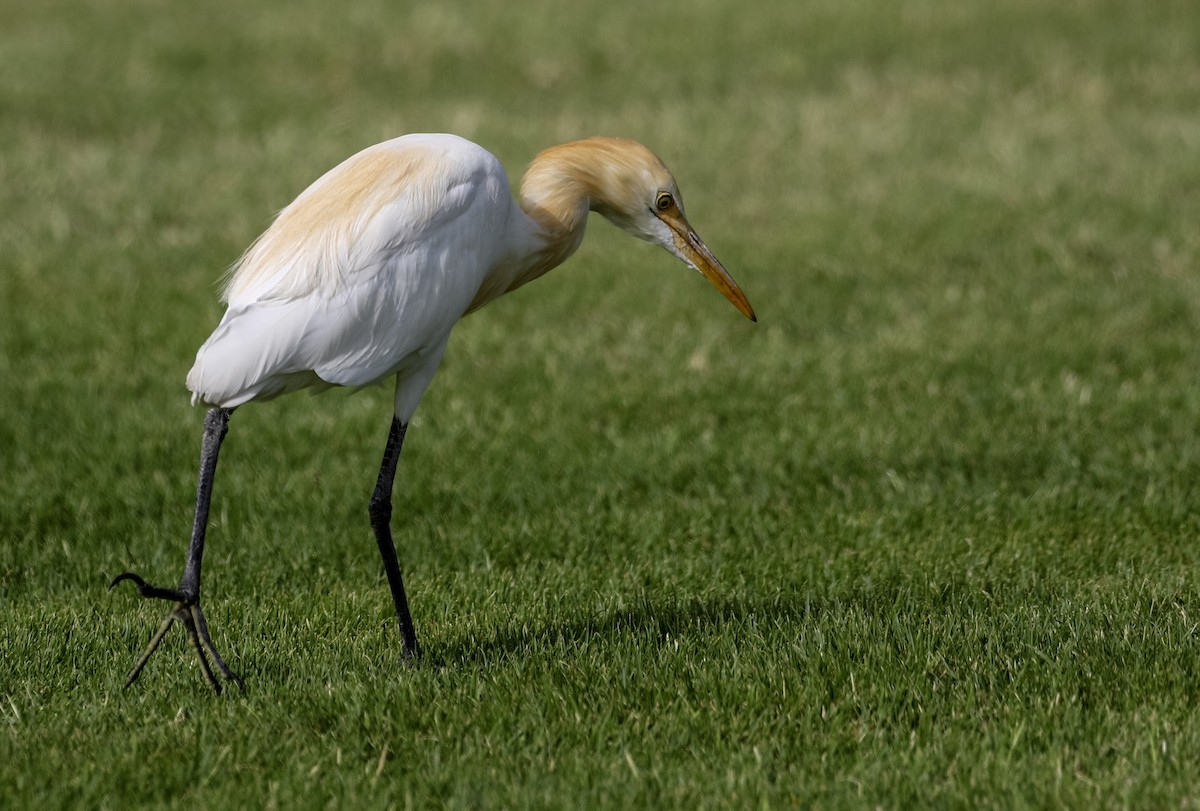 Eastern Cattle-Egret - ML222207931