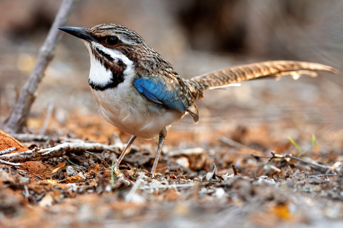 Long-tailed Ground-Roller - Holger Teichmann