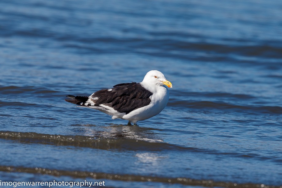 Kelp Gull - ML222209291