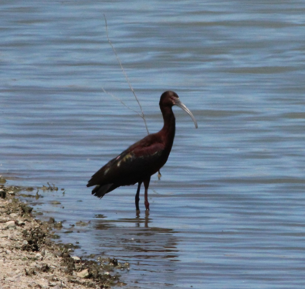 ibis americký - ML222210051