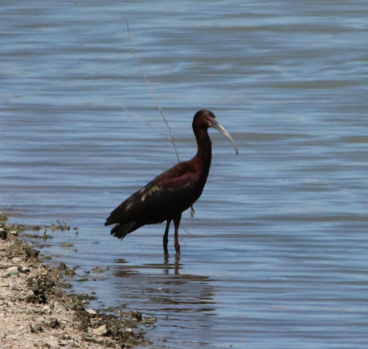 Ibis à face blanche - ML222210051