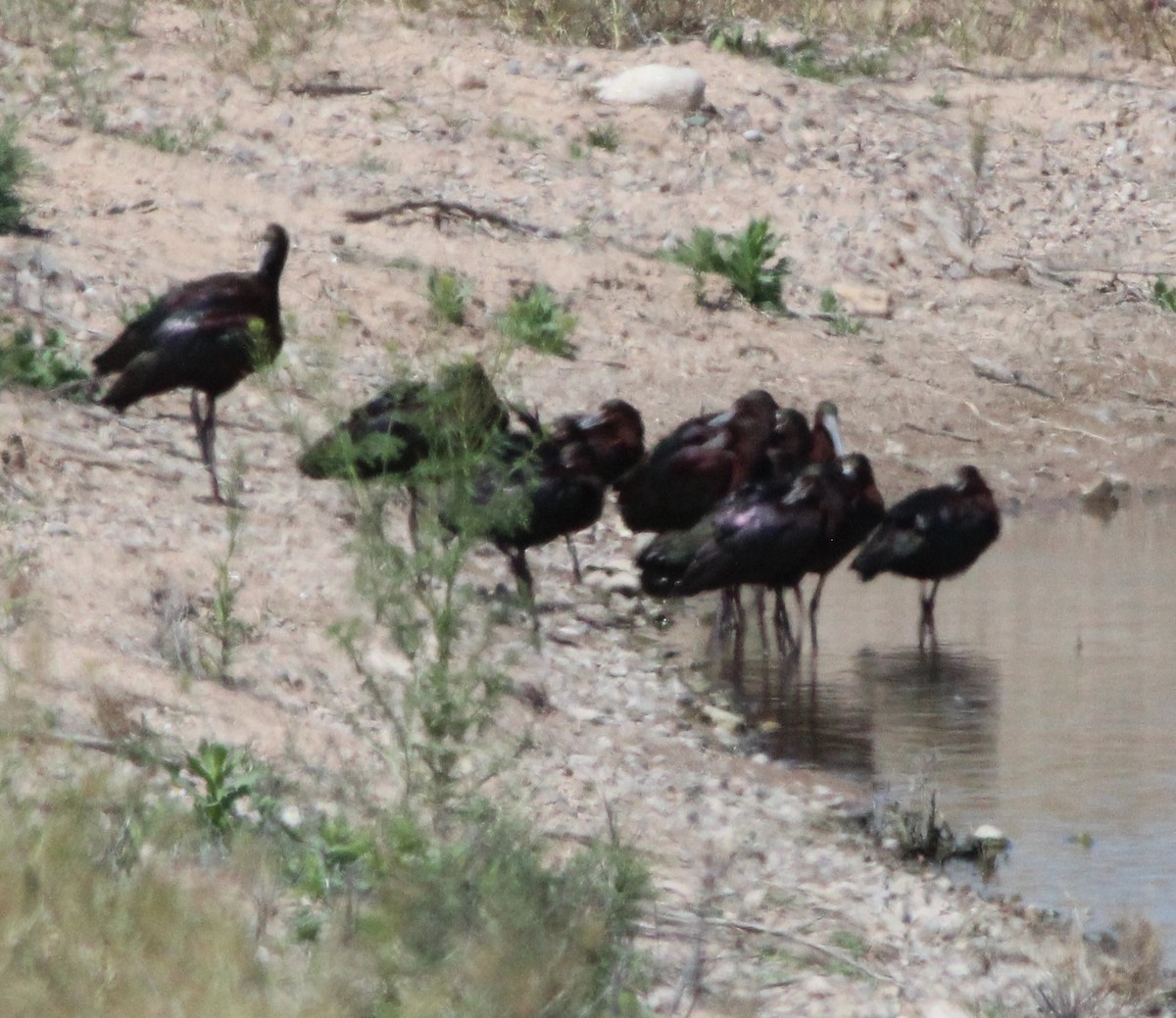 White-faced Ibis - ML222210491