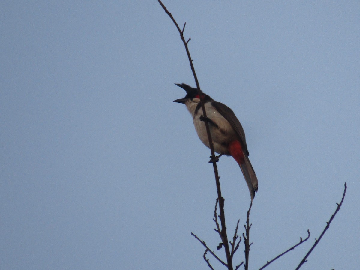 Bulbul orphée - ML222212181