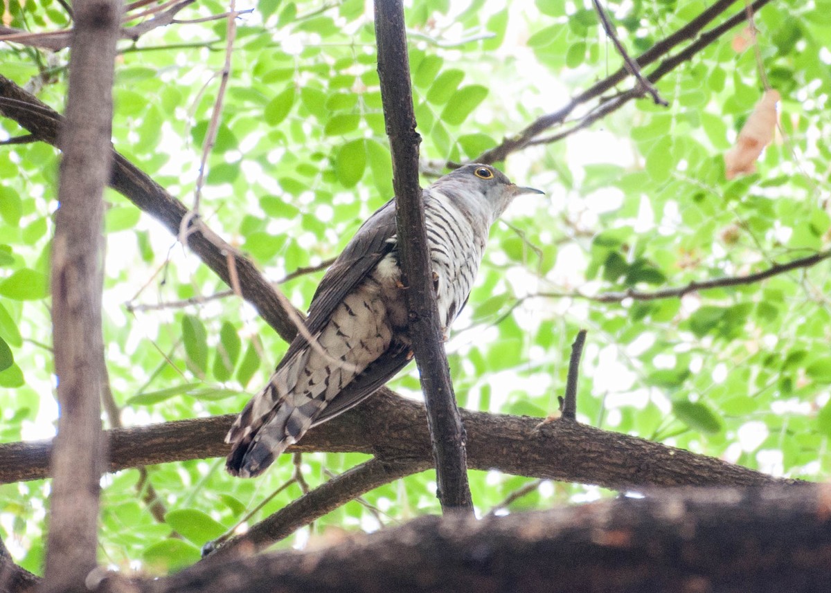 Indian Cuckoo - Sakkarin Sansuk