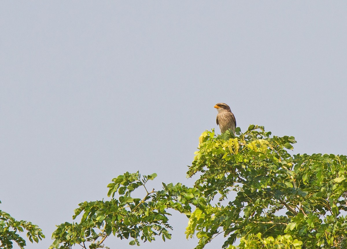 Yellow-billed Shrike - ML222212441