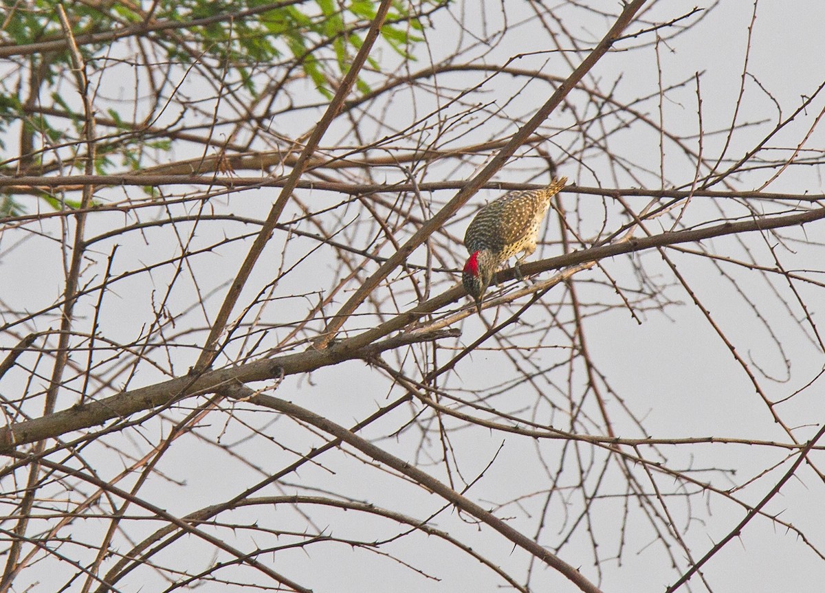 Nubian Woodpecker - ML222212471