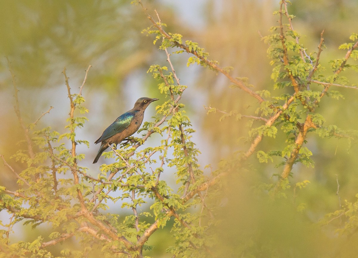 Bronze-tailed Starling - ML222212501