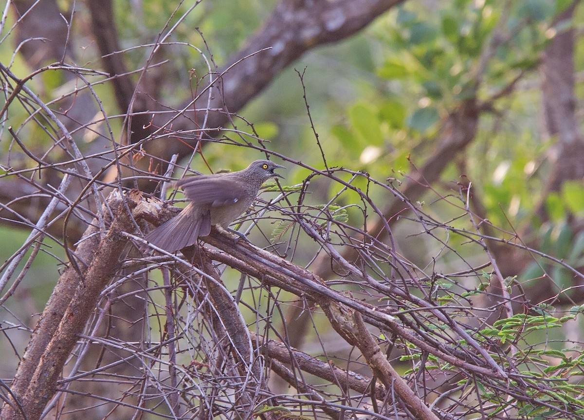 Brown Babbler - ML222212511