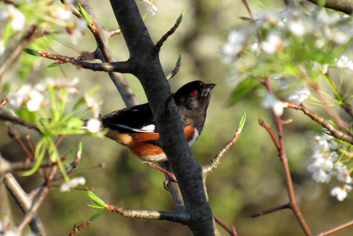 Eastern Towhee (Red-eyed) - Allison Matlock