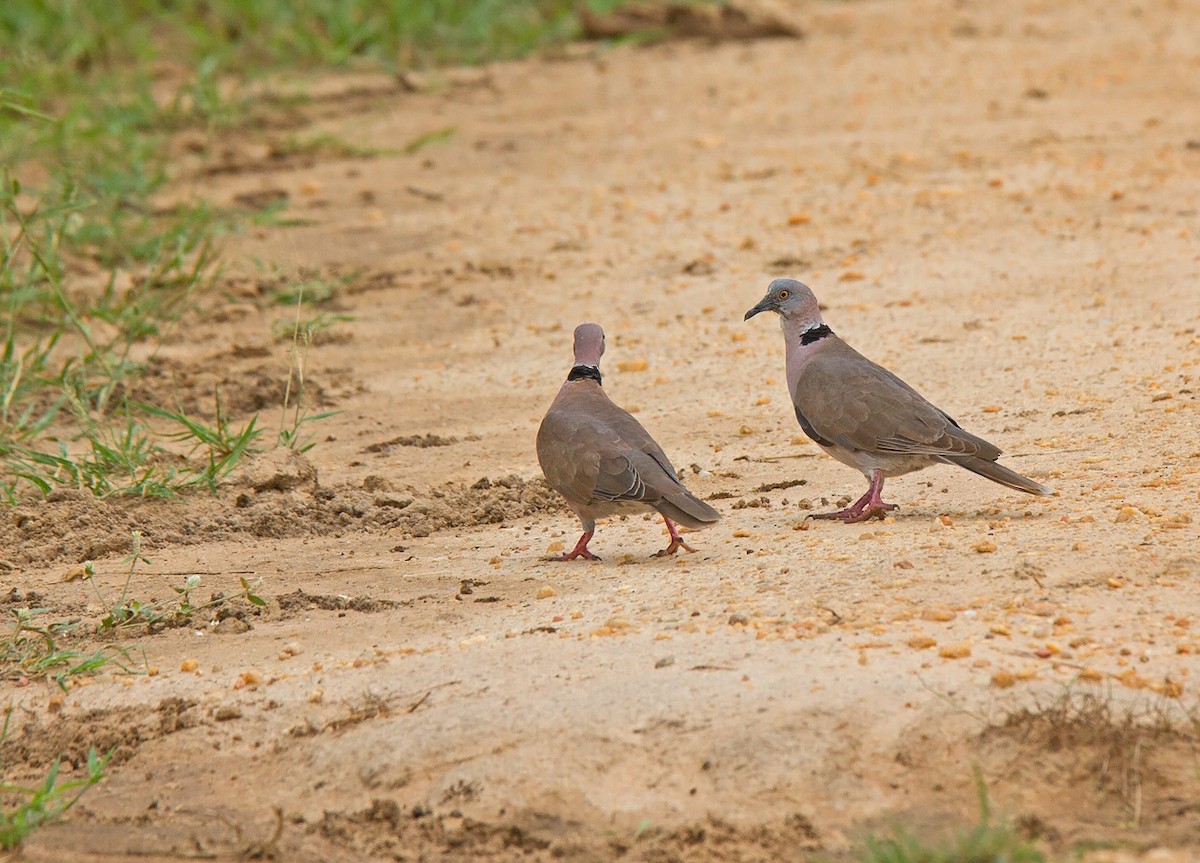 Mourning Collared-Dove - ML222213261