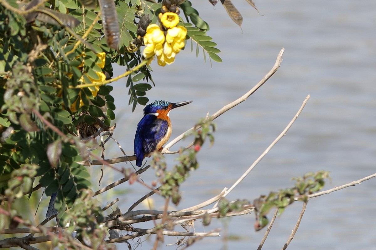 Malagasy Kingfisher - ML222215071