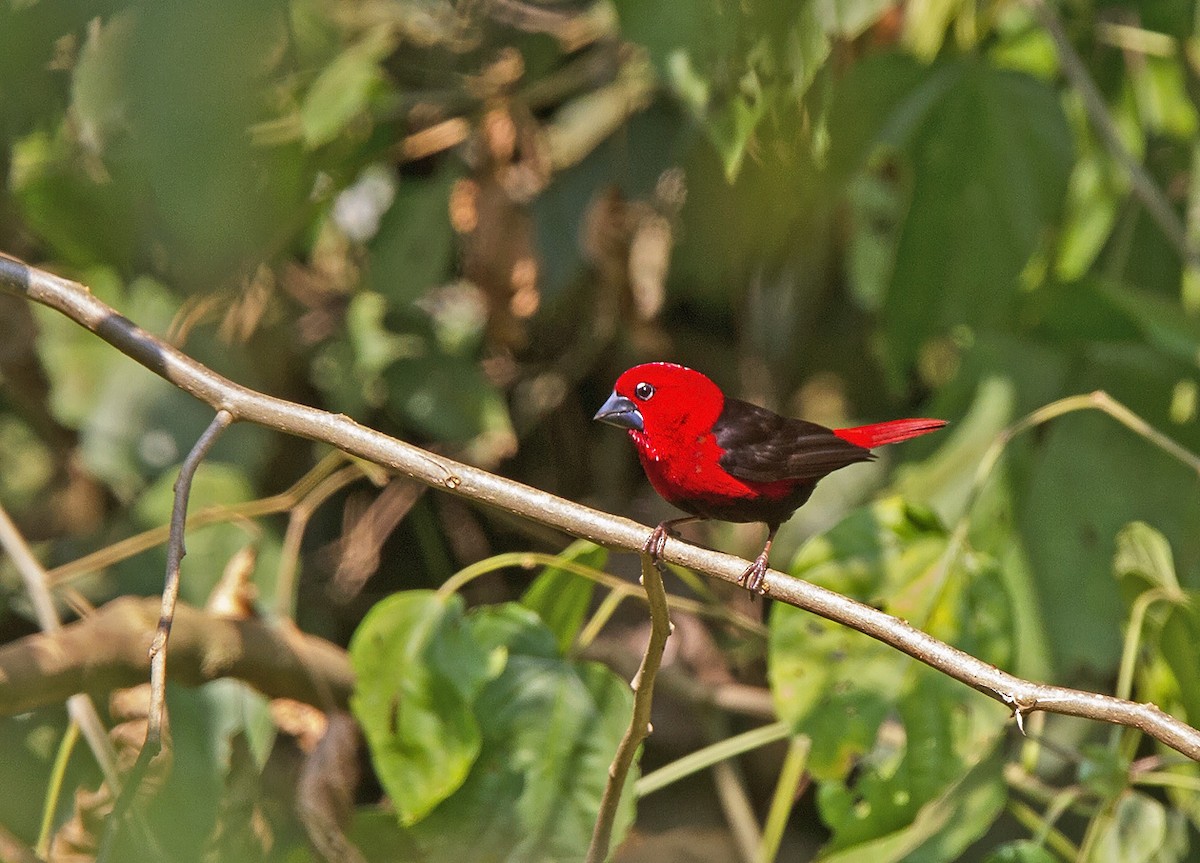 Black-bellied Seedcracker - Niall D Perrins