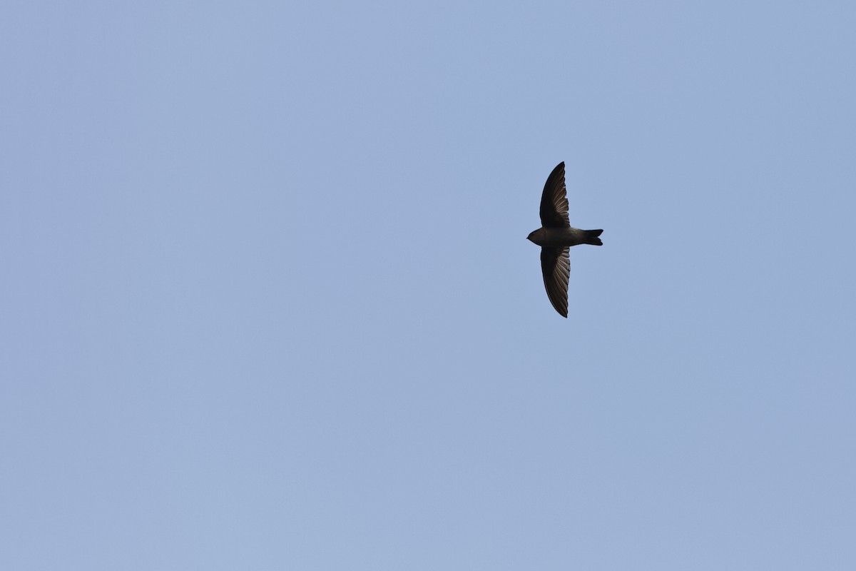 Madagascar Spinetail - ML222216791