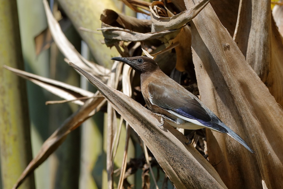 Madagascar Starling - Holger Teichmann