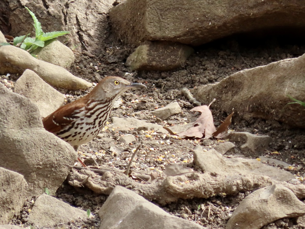 Brown Thrasher - ML222217661