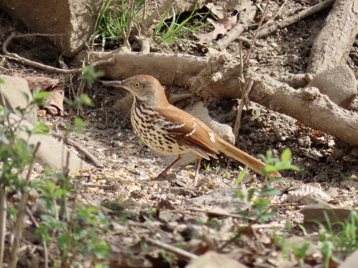 Brown Thrasher - ML222217671