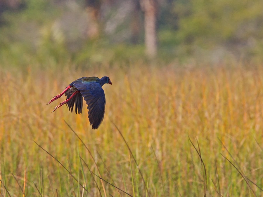 African Swamphen - Niall D Perrins