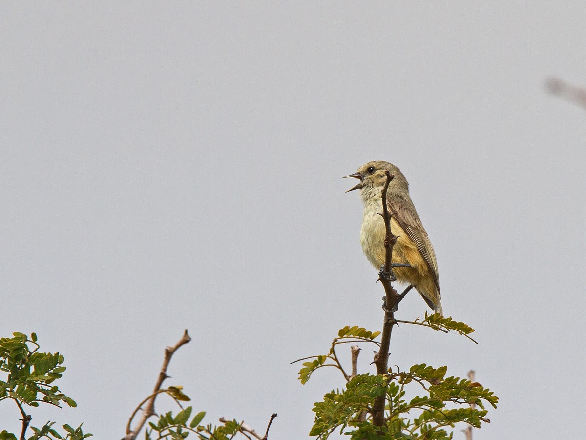 Pájaro Moscón Africano (grupo caroli) - ML222219871