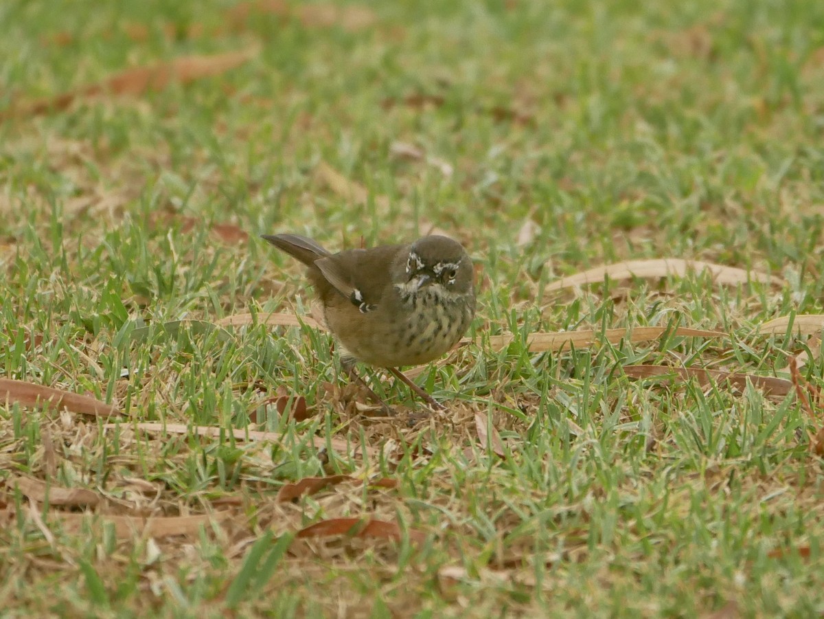 Spotted Scrubwren - ML222220151