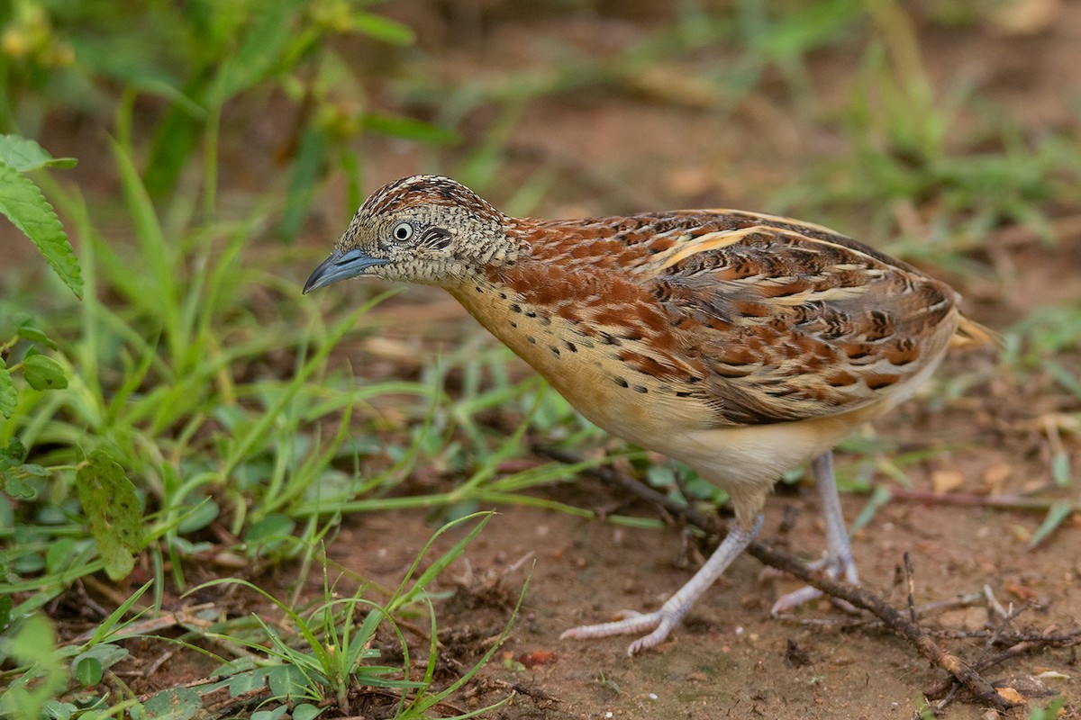 Small Buttonquail - ML222220471