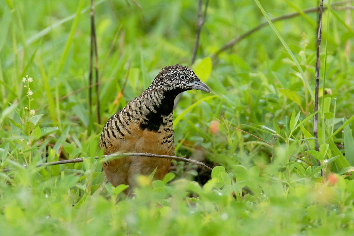 Barred Buttonquail - Ayuwat Jearwattanakanok