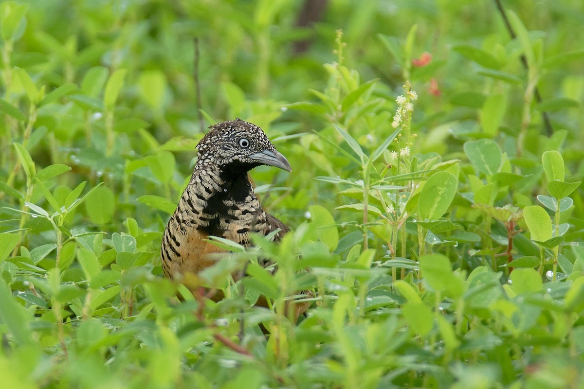 Barred Buttonquail - ML222220591