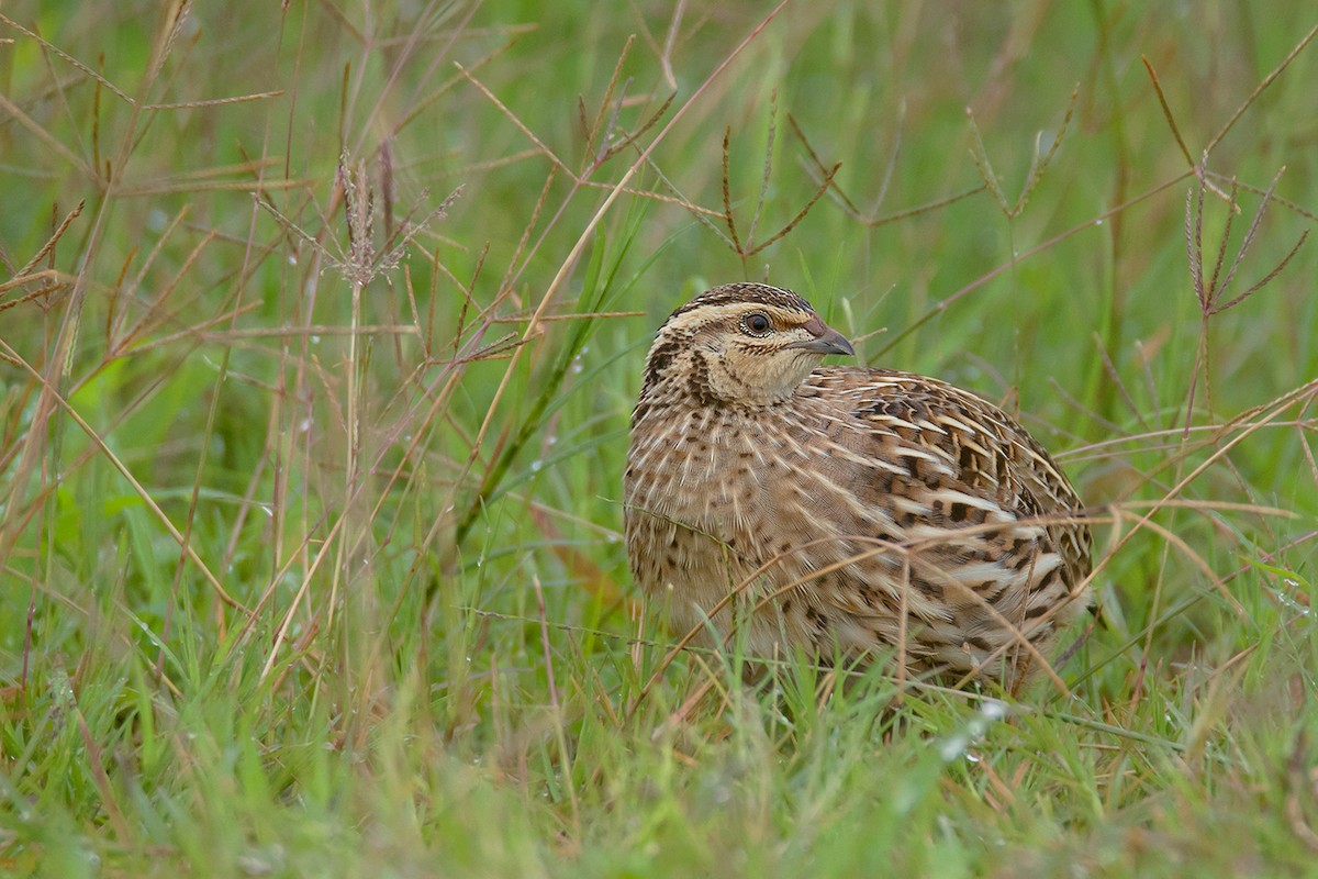 Rain Quail - ML222220731