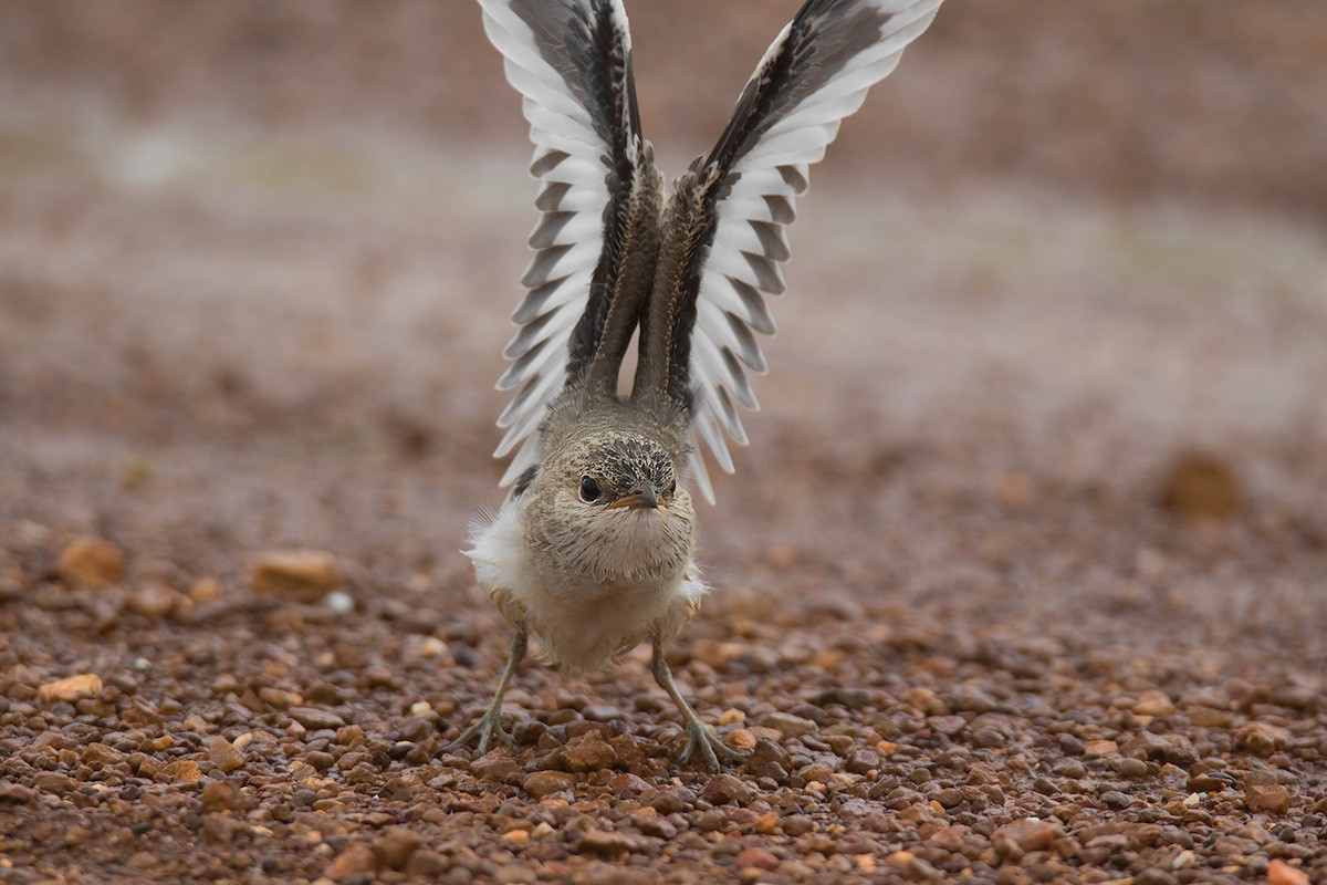 Small Pratincole - ML222220751