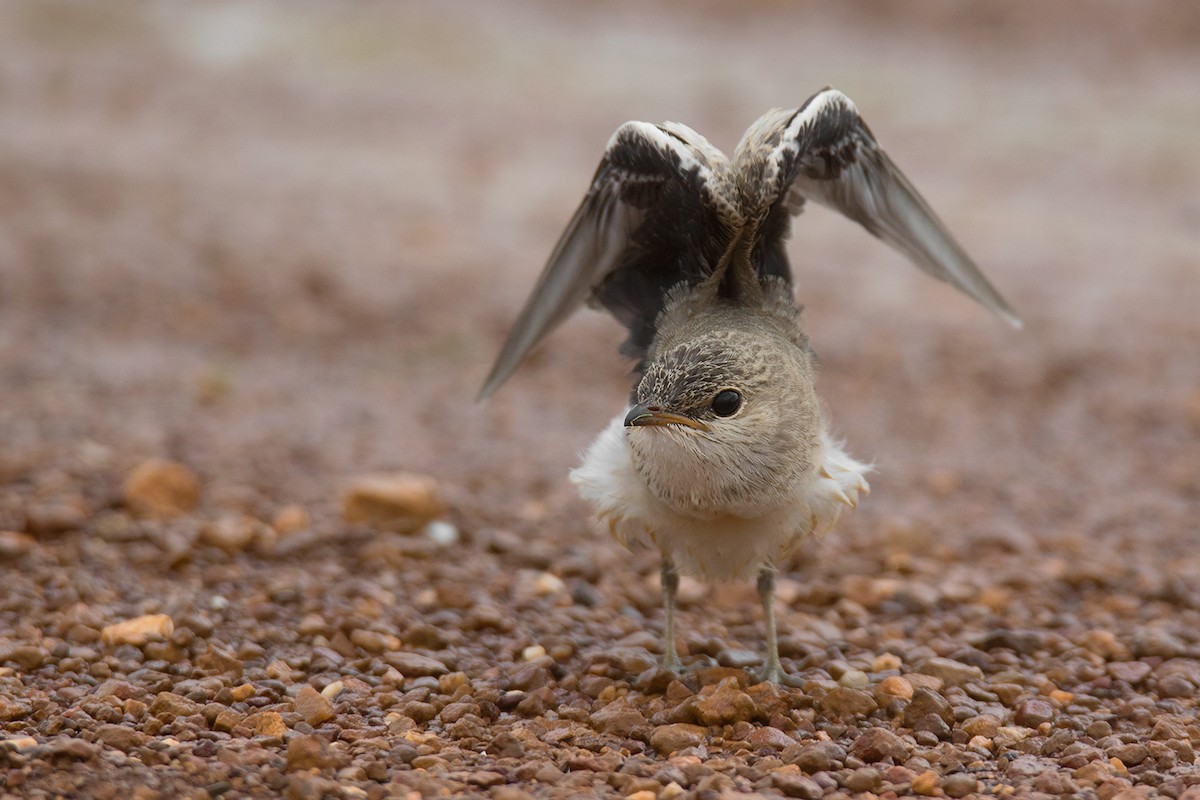 Small Pratincole - ML222220761