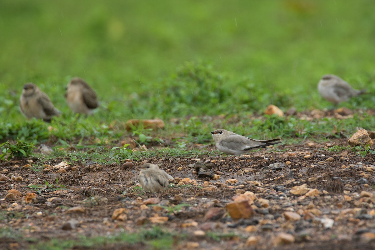 Small Pratincole - Ayuwat Jearwattanakanok