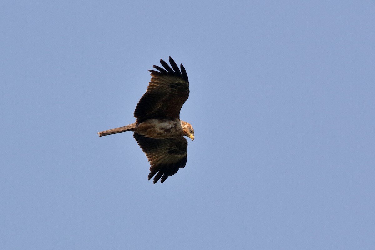 Black Kite - ML222220991