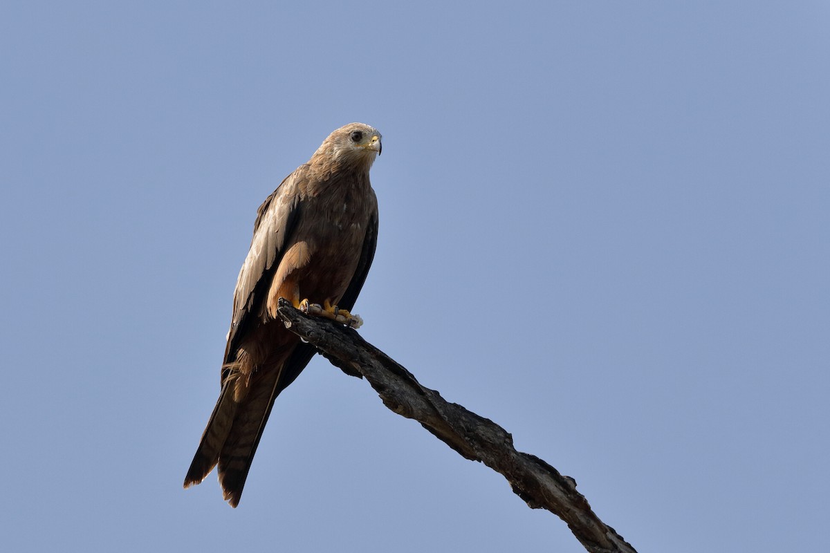 Black Kite - ML222221021