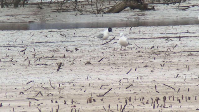 Saunders's Gull - ML222222301