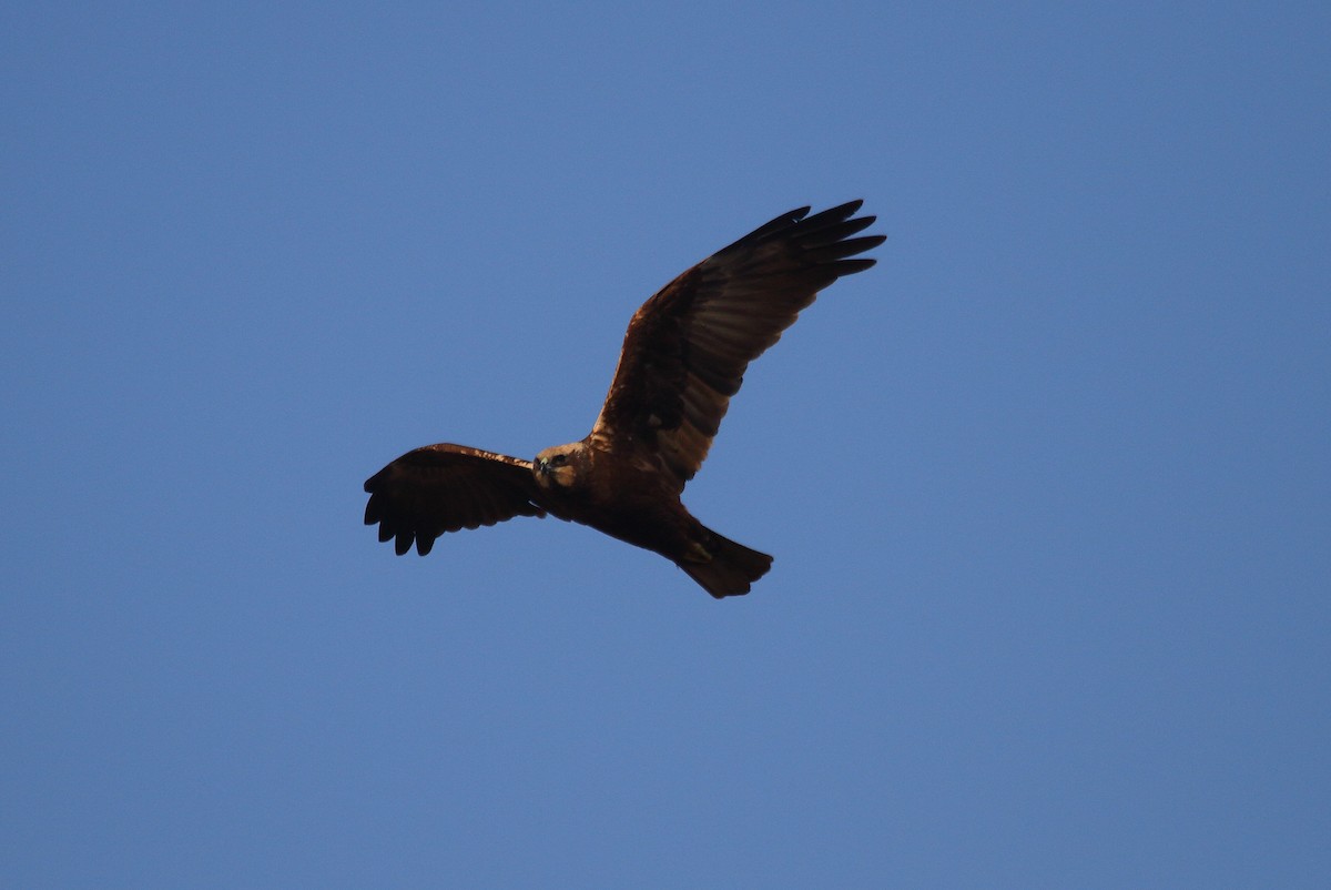 Western Marsh Harrier - ML22222281