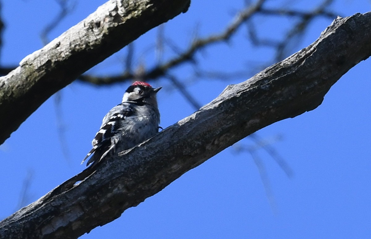 Lesser Spotted Woodpecker - ML222223151
