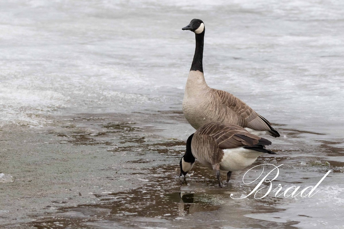 Bernache du Canada - ML222223901