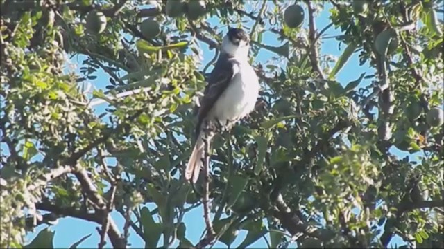 White-naped Xenopsaris - ML222224511