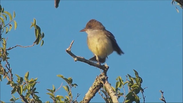 Swainson's Flycatcher - ML222224811