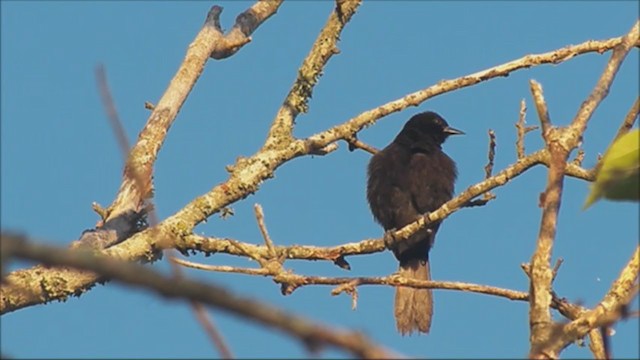 Variable Oriole - ML222224851