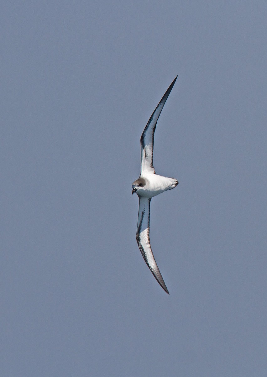 Barau's Petrel - ML222224961