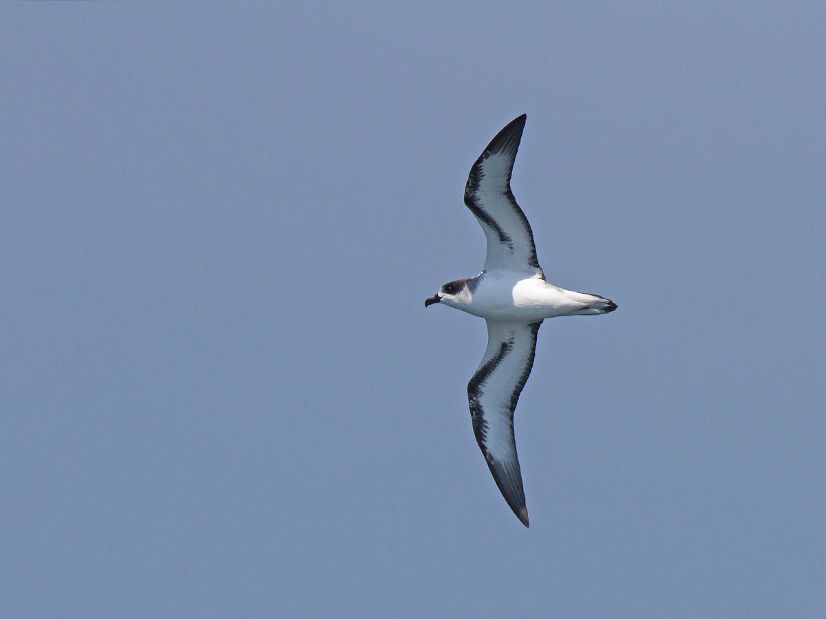 Barau's Petrel - ML222224971