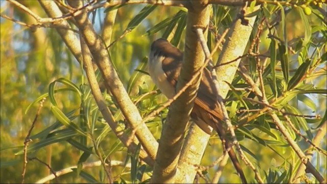 Dark-billed Cuckoo - ML222225201