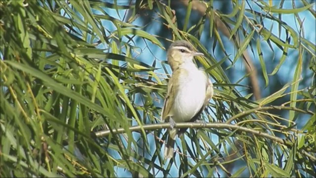 Vireo Chiví - ML222225221