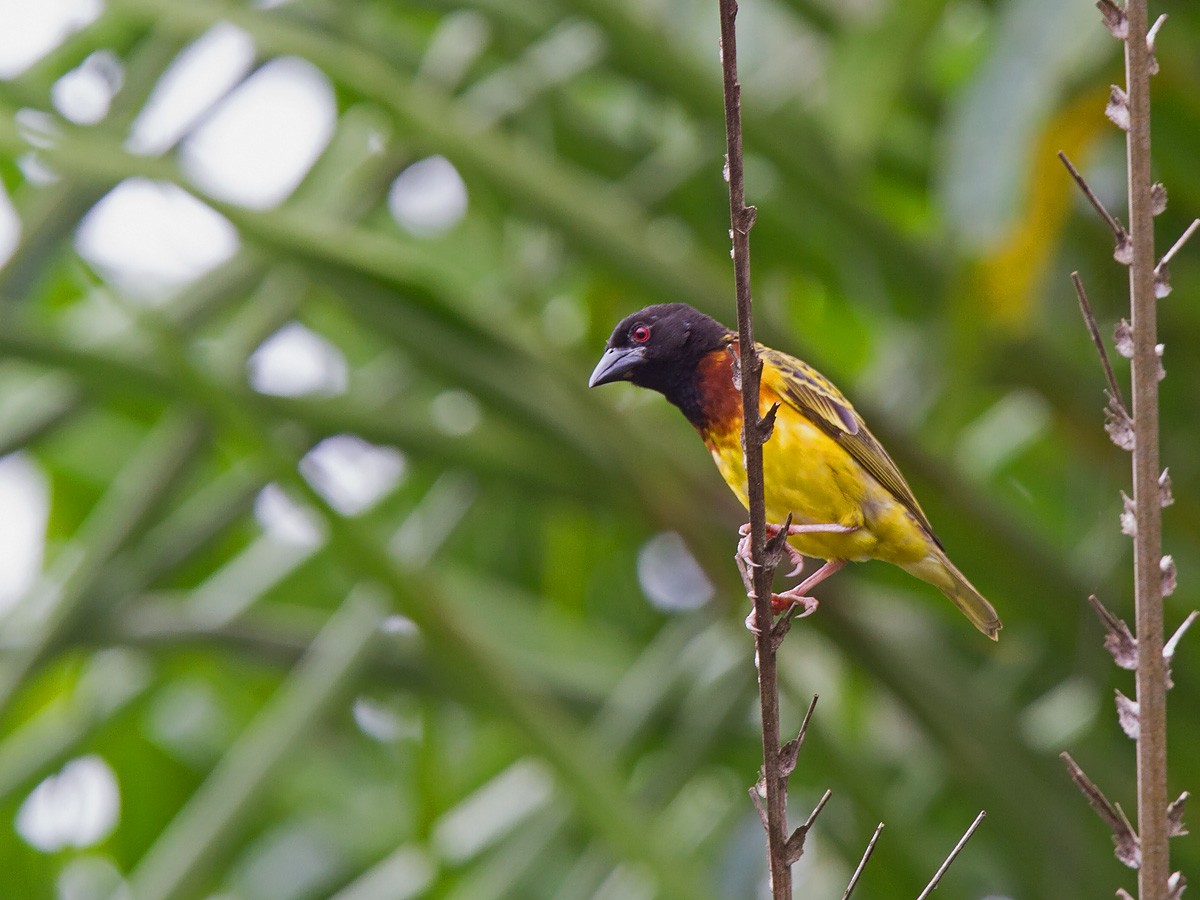 Village Weaver (Mottled) - ML222225581