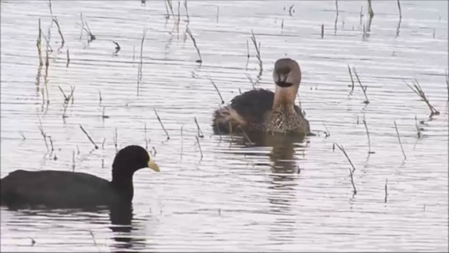 Pied-billed Grebe - ML222225671