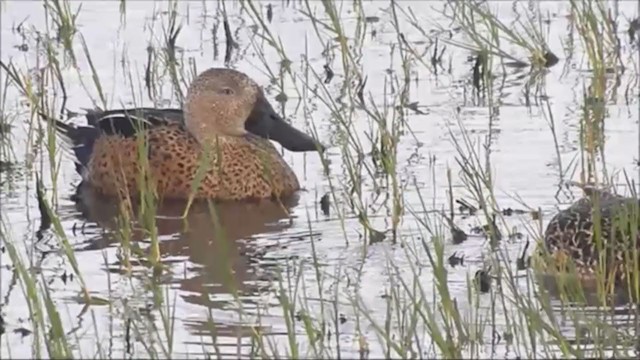 Canard spatule - ML222225681