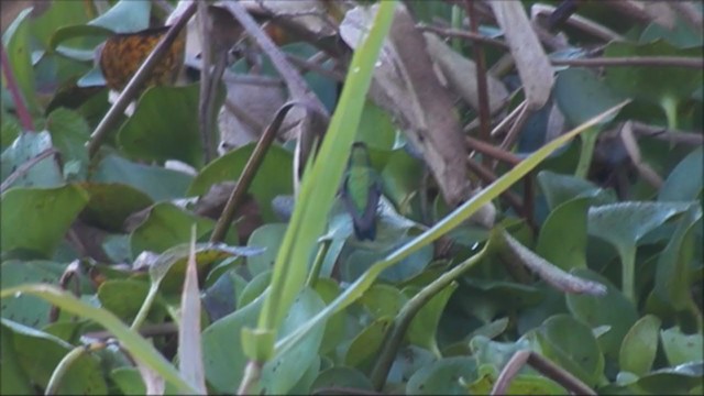 Glittering-bellied Emerald - ML222225851