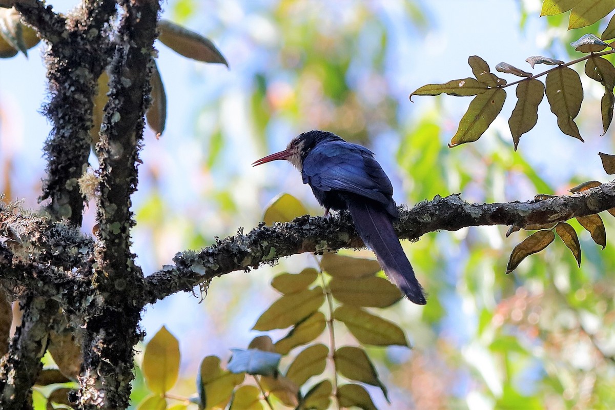 White-headed Woodhoopoe - ML222225901