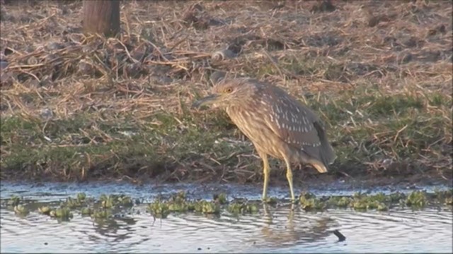 Black-crowned Night Heron - ML222226201